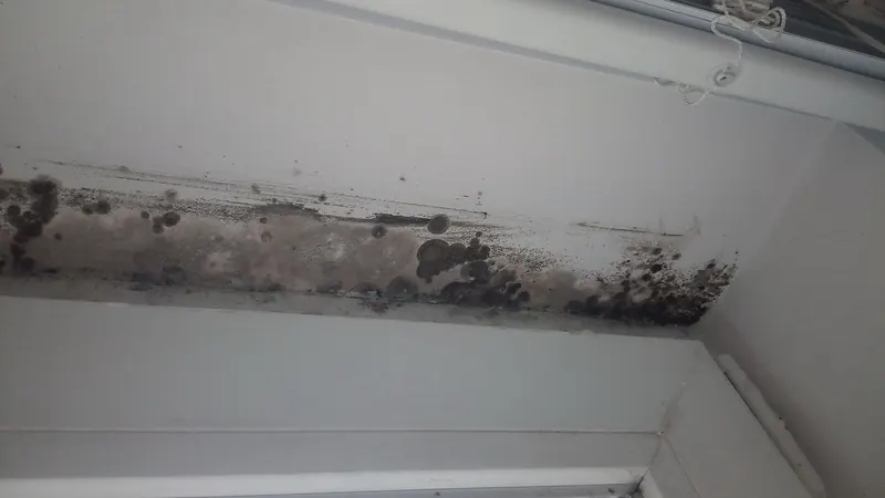Black mold growing along a white window ledge and frame