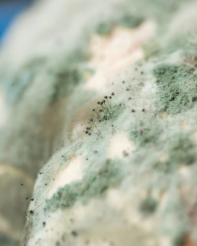 Close-up of green and black mold colonies on a surface